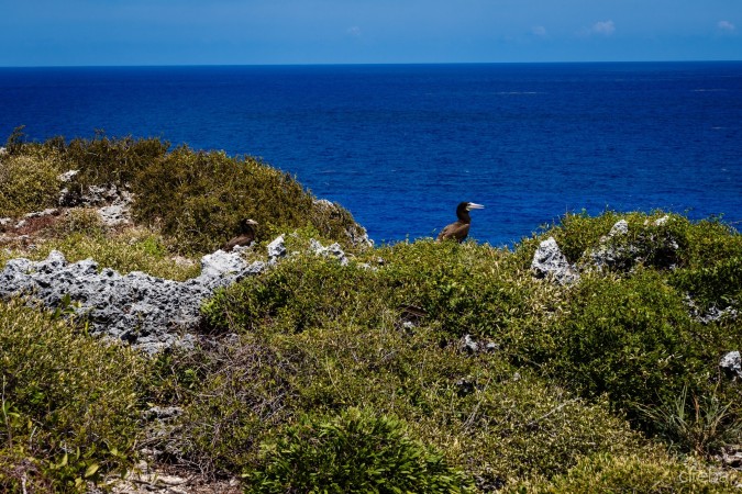 OCEAN FRONT PARADISE VILLA CAYMAN BRAC